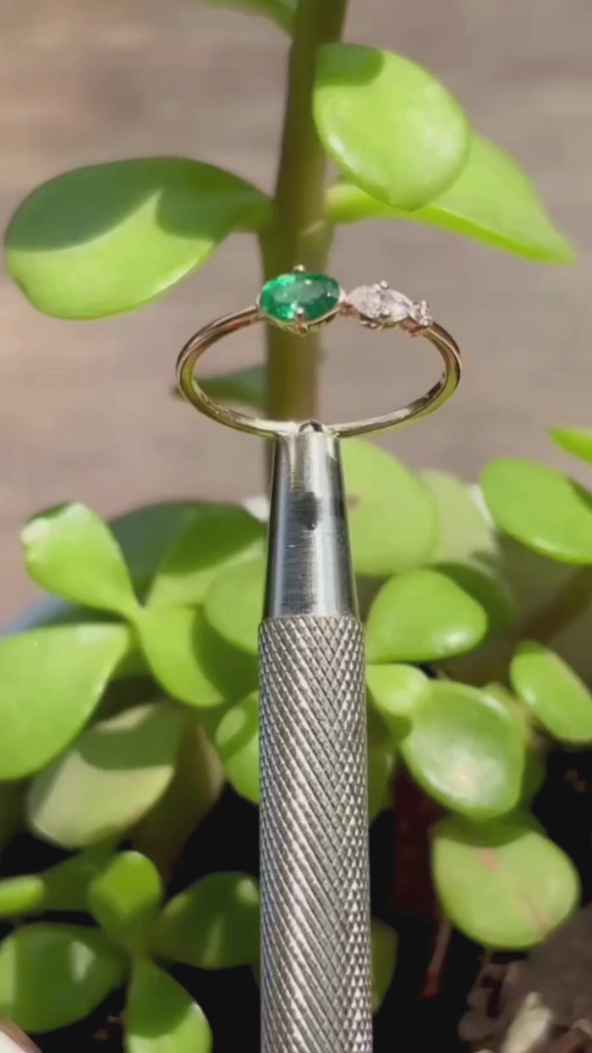 Video Anillo Alexa 
 